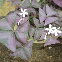 Oxalis triangularis A.St.-Hil.